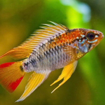 Apistogramma viejita