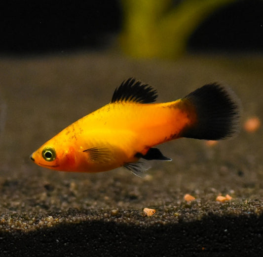 Platy Apple Tricolor
