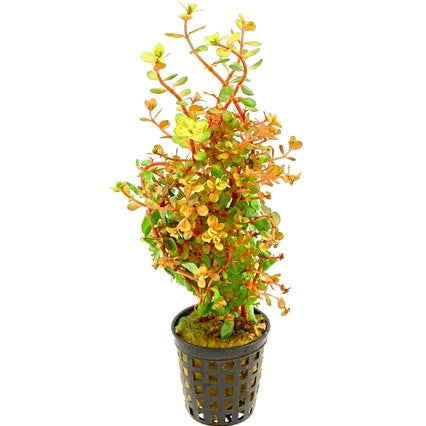 Rotala rotundifolia 'Orange Juice'