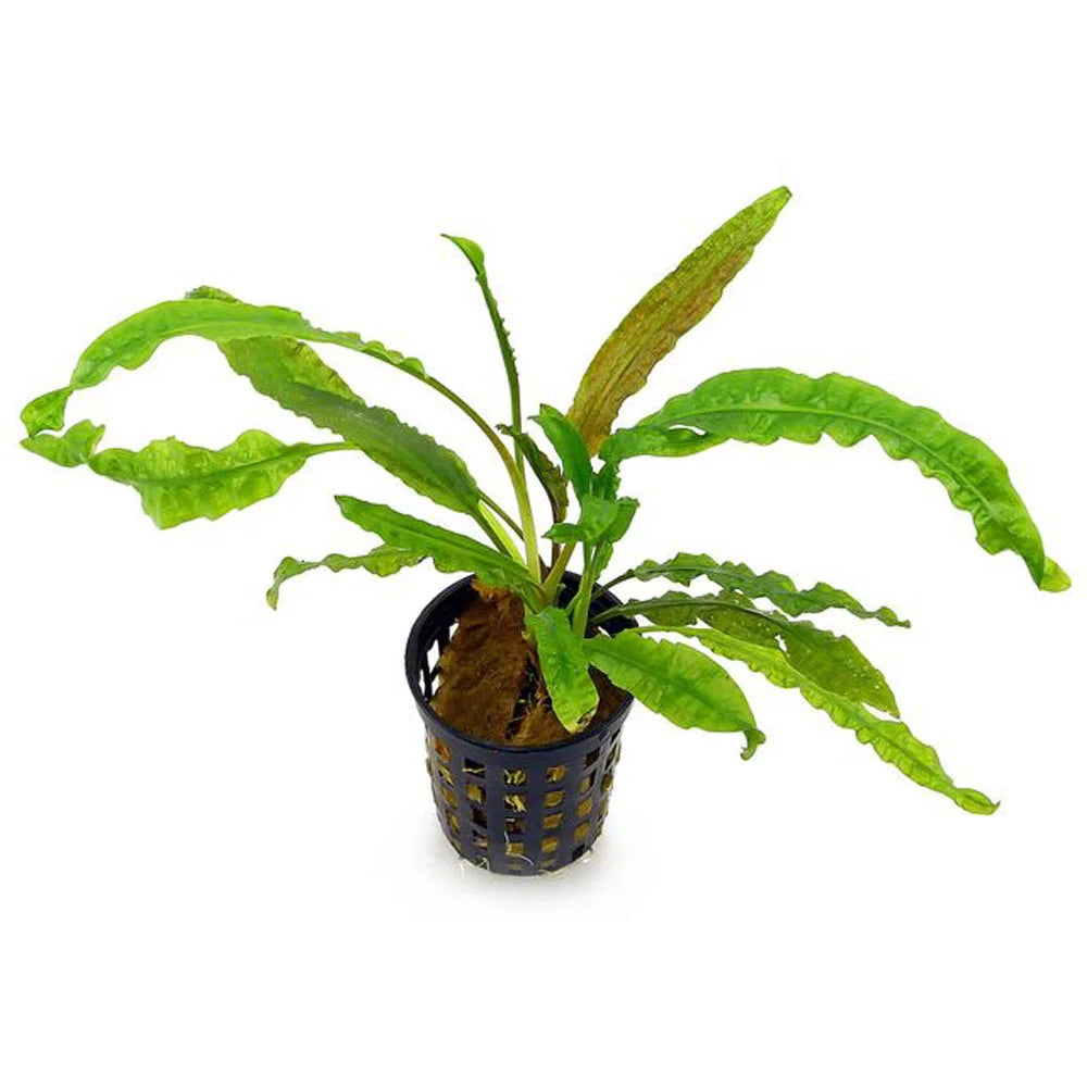 Cryptocoryne balansae