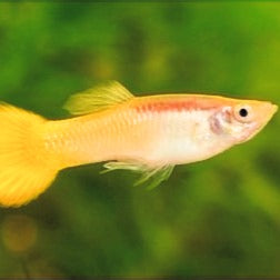 Guppys Yellow (Casal)