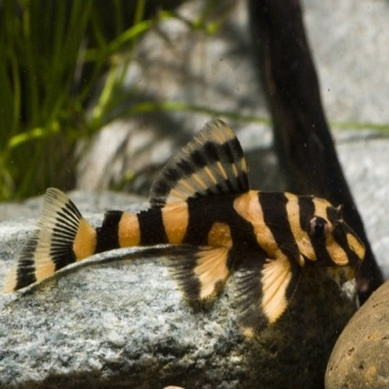 Butterfly Pleco L168 6-8cm
