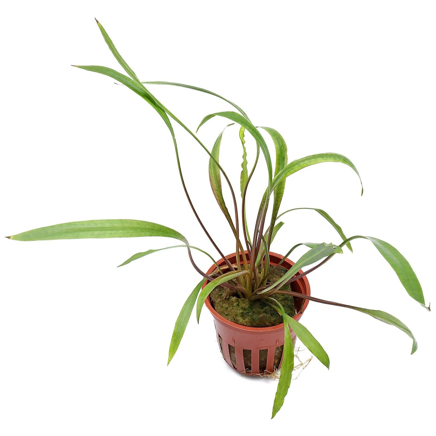 Cryptocoryne spiralis "Pink Panther"