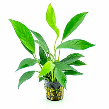 Anubia barteri var. glabra
