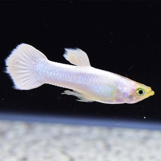 Guppy Snow White (Macho)