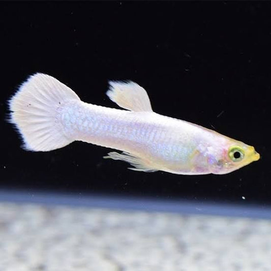 Guppy Snow White (Macho)