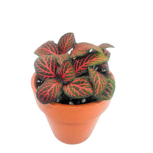 Fittonia red