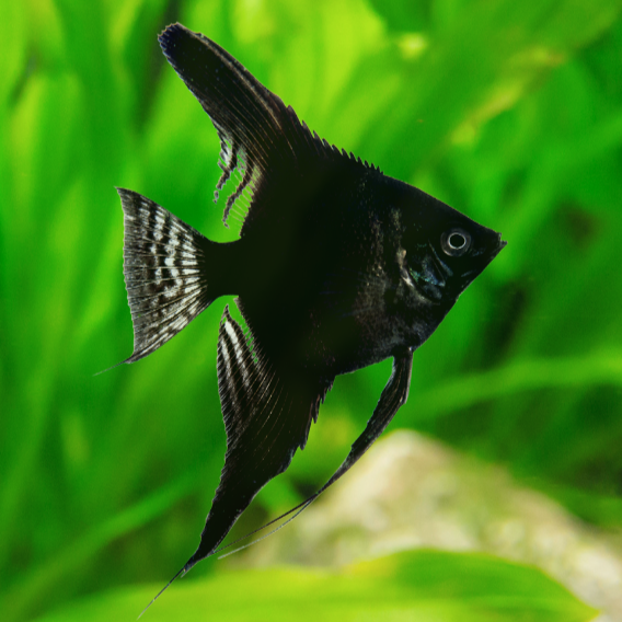Escalar Negro 4-5cm