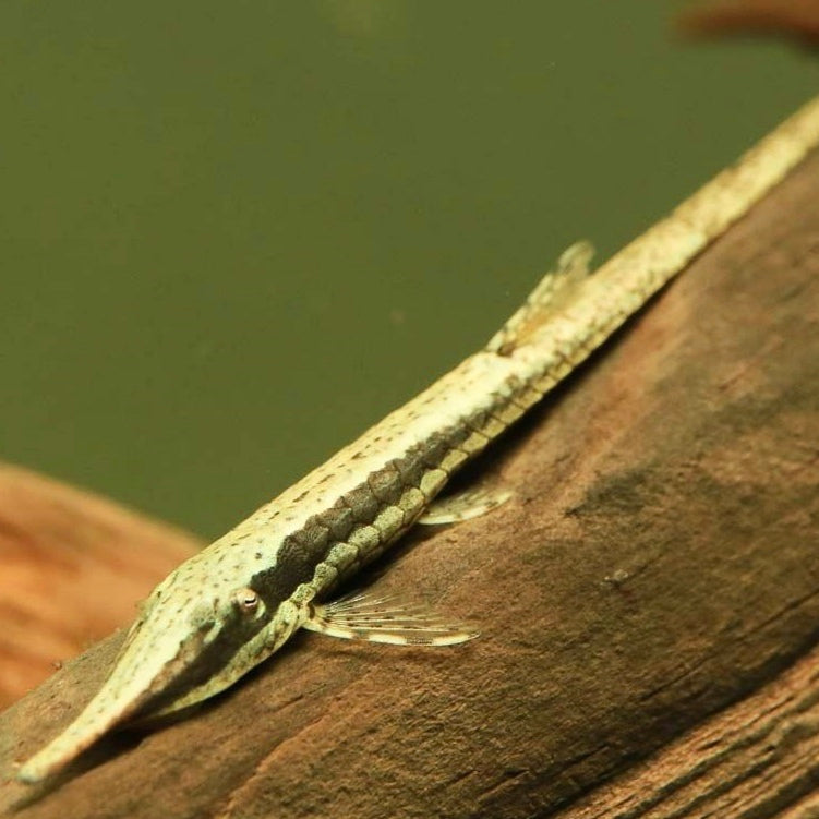 Peixe-Galho 6-12cm