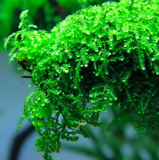 Musgo Creeping (In Vitro)