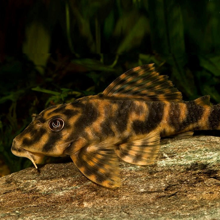 L015 Peckoltia vitatta 5cm