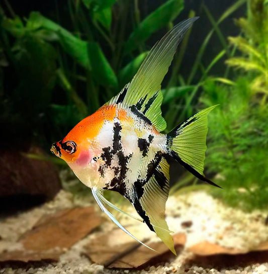 Escalar Koi 4cm
