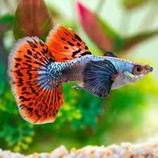 Guppys Dumbo Red Mosaico (Casal)