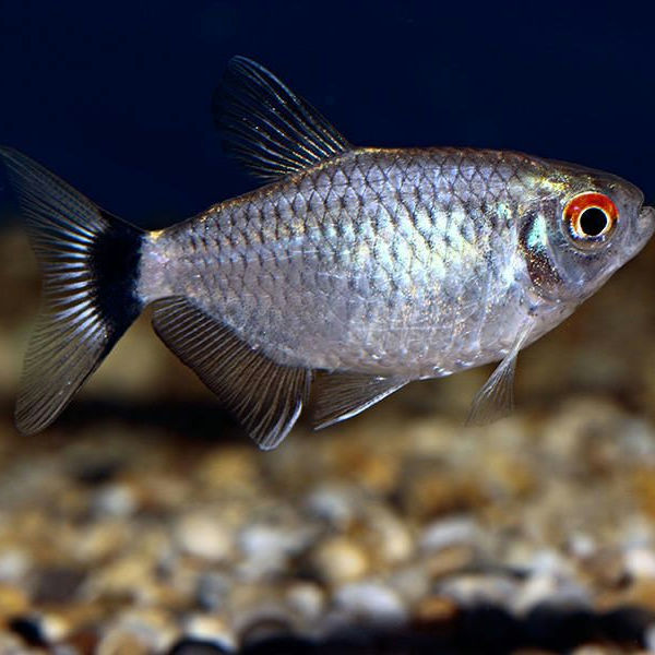 Tetra Santa Filomena