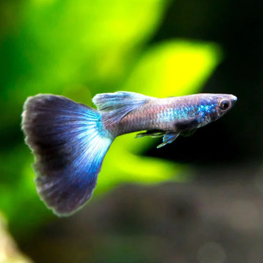 Guppy Blue Moscow Macho