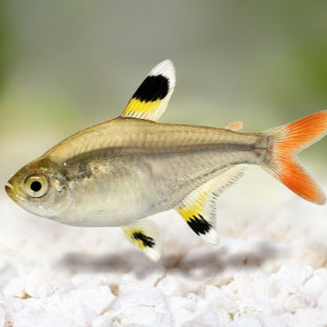 Tetra Pristella
