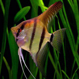 Escalar Zebra 3cm