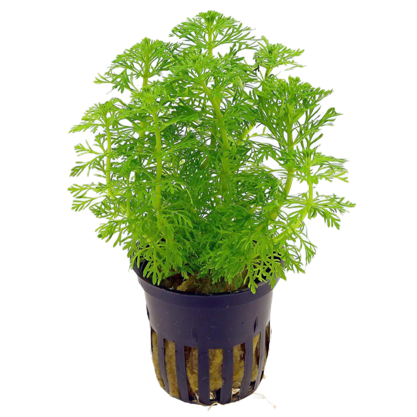 Limnophila sessiliflora