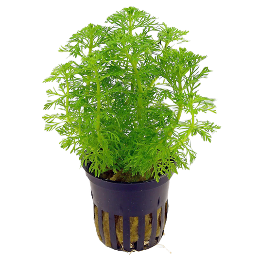 Limnophila sessiliflora