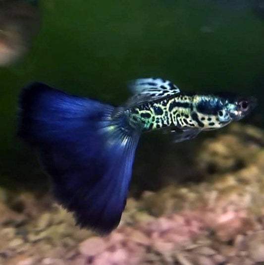 Guppys Blue Galaxy (Casal)