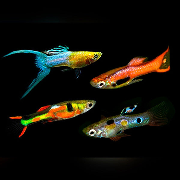 Guppys