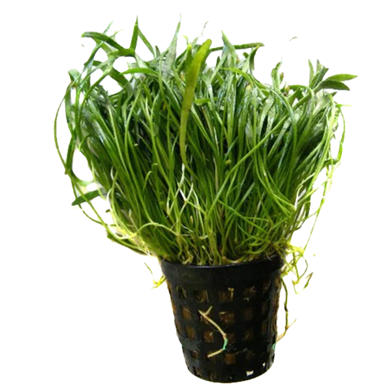 Lilaeopsis novae-zelandiae