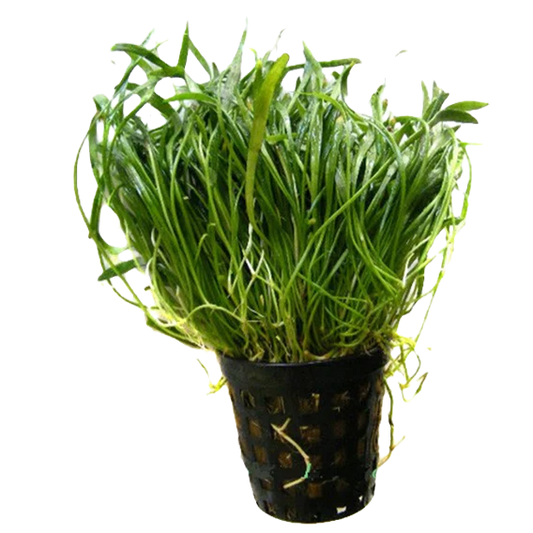 Lilaeopsis novae-zelandiae