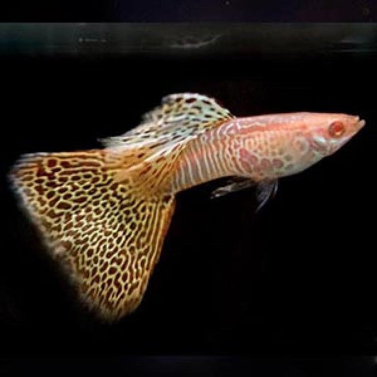 Guppys Albino Yellow Tiger (Casal)
