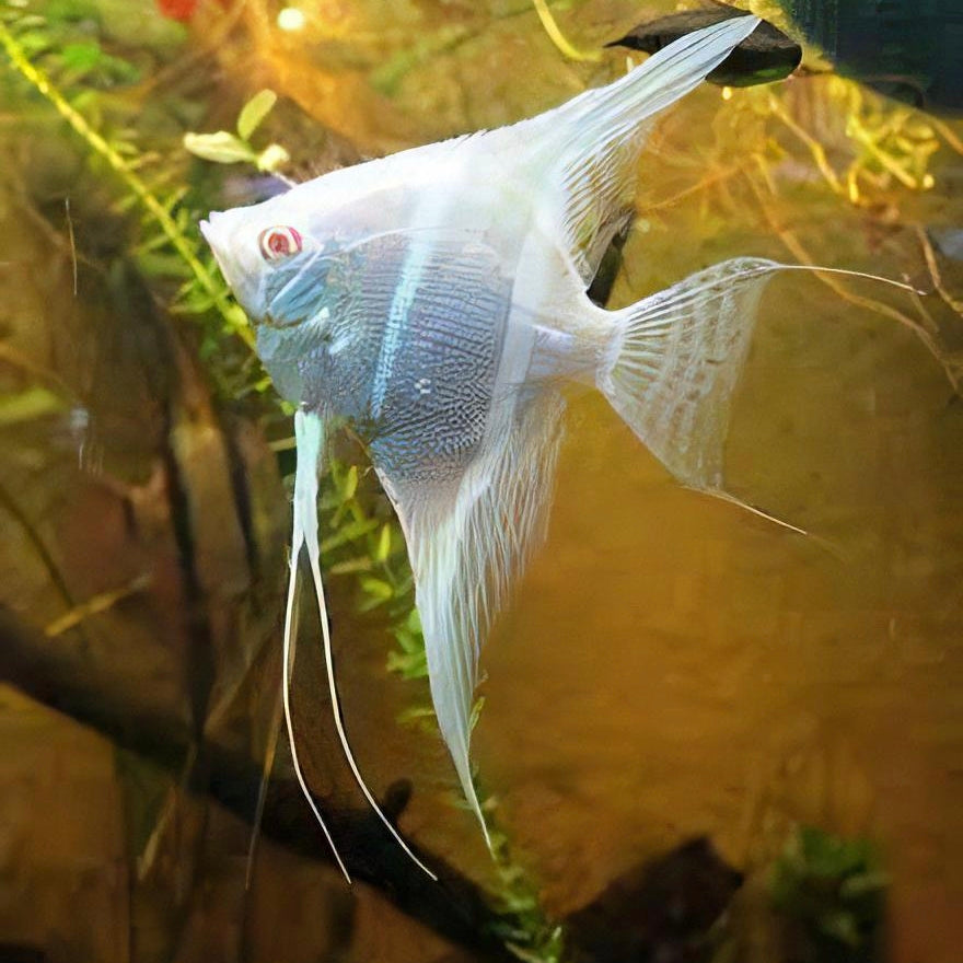 Escalar Rio Japura Albino 4cm