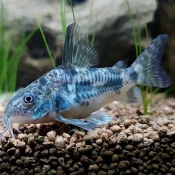Corydora paleatus