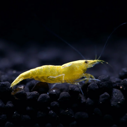 Neocaridina Yellow