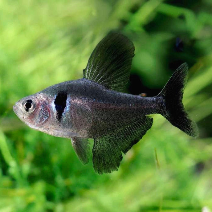 Tetra Fantasma Negro