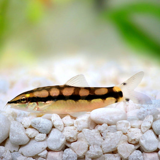 Botia Pigmeu 2,5cm