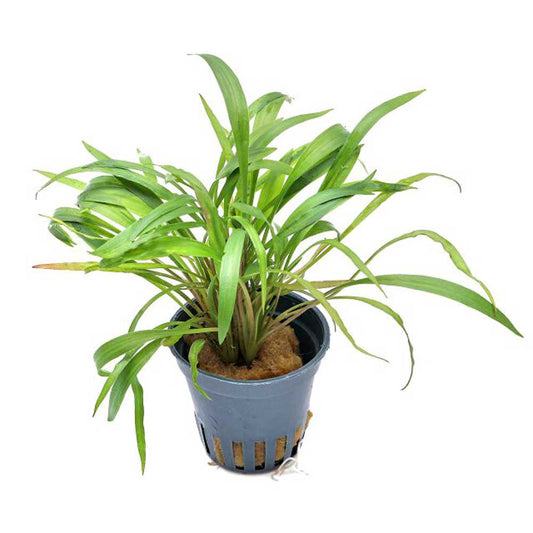 Cryptocoryne spiralis