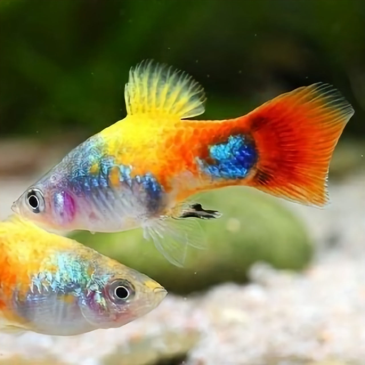 Platy Mariposa Tricolor