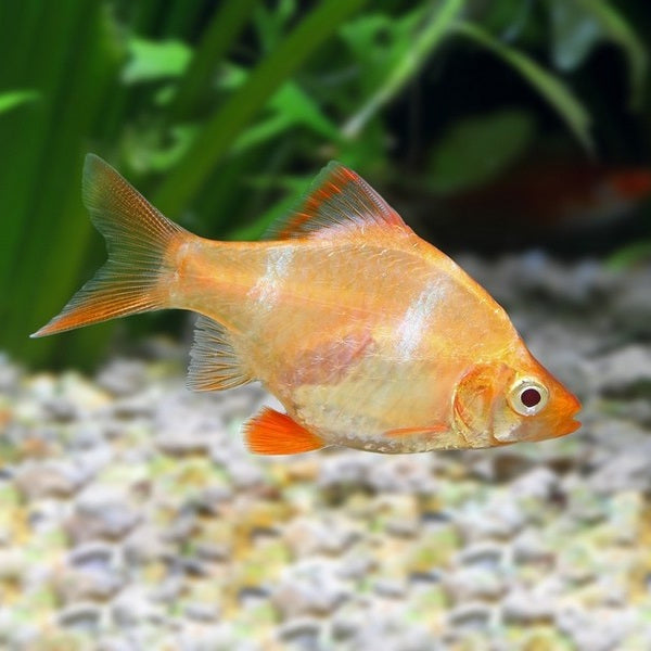 Barbo Tigre Albino