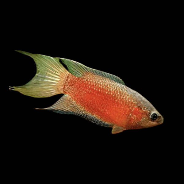 Peixe Paraíso Super Vermelho (Casal)