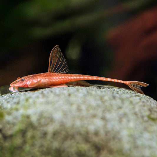 Rineloricaria Vermelha sp 8cm