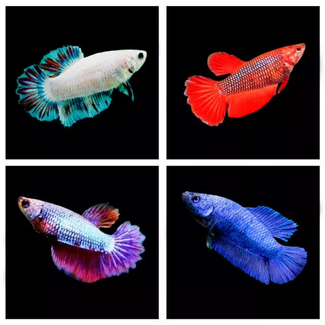 Betta Fêmea Super Delta Sortida