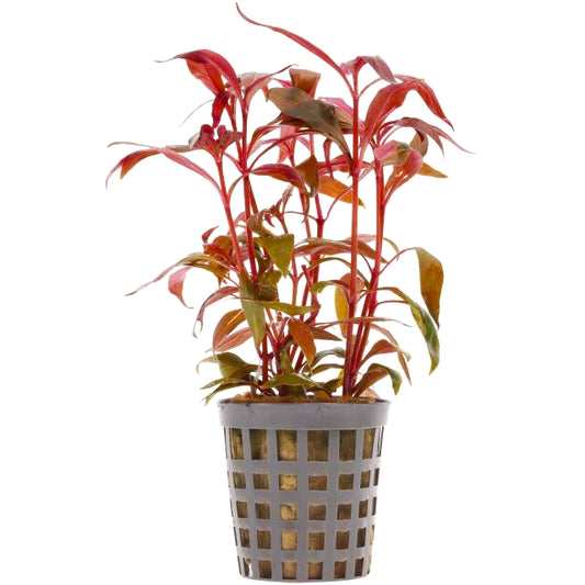 Alternanthera reineckii mini