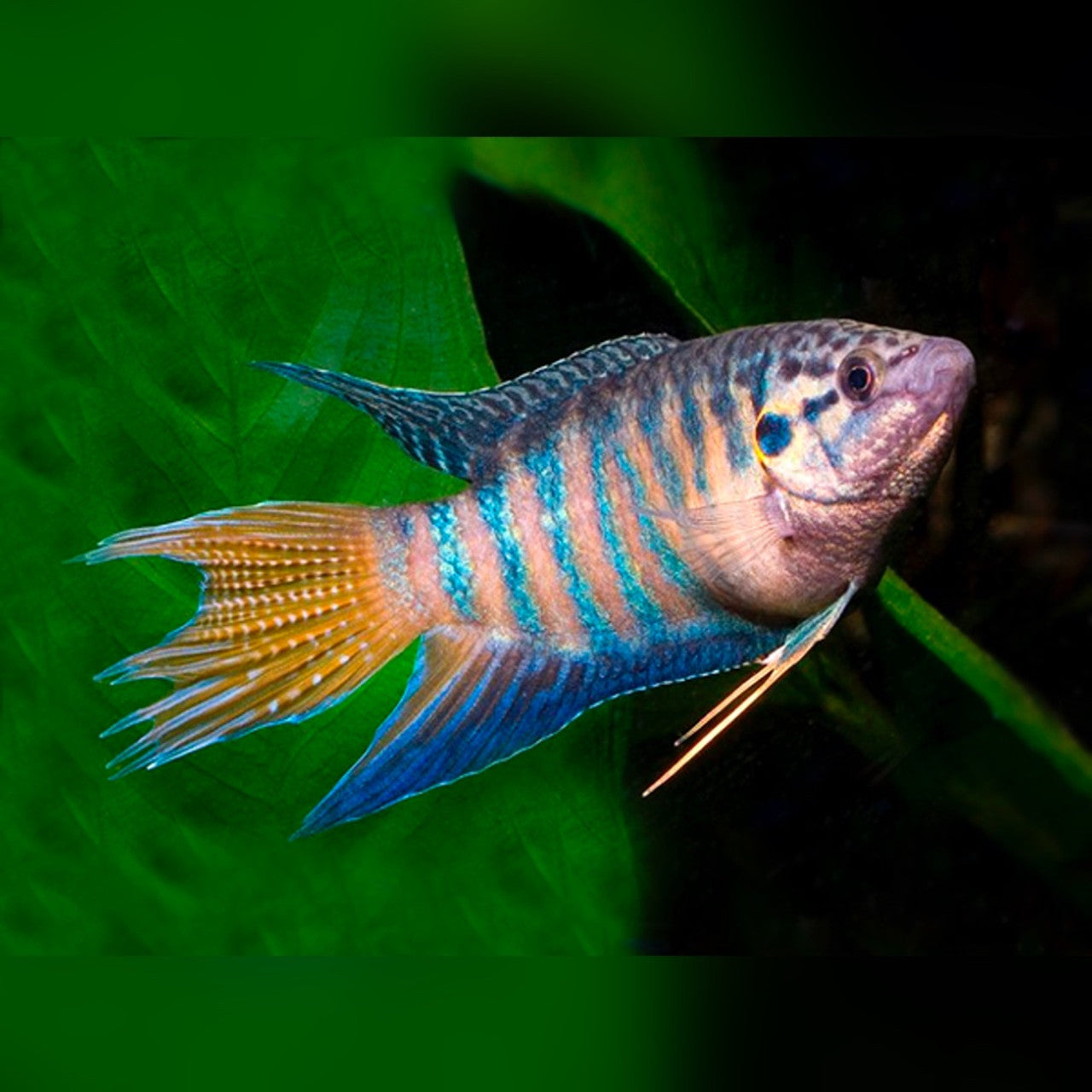 Peixe Paraíso Azul (Casal)