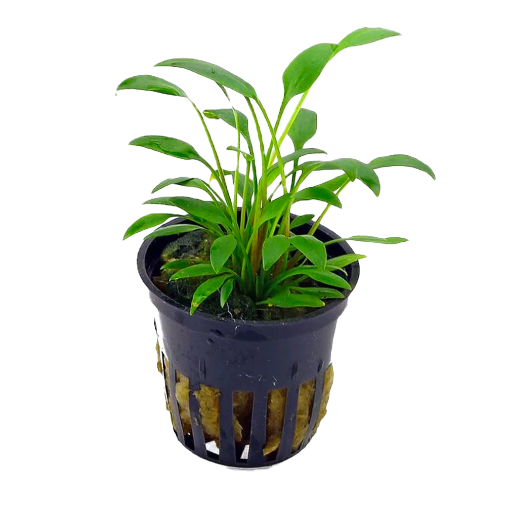 Cryptocoryne x willisii nevillii