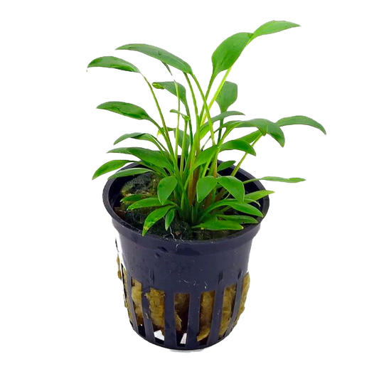 Cryptocoryne x willisii nevillii