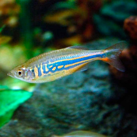 Danio Gigante 10cm