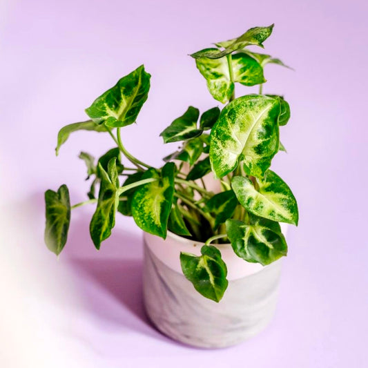 Syngonium Pixie