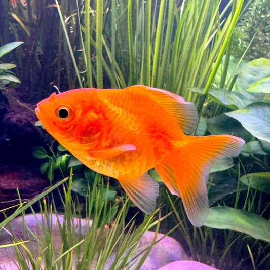 Fantail Vermelho 5cm