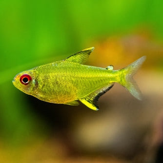 Tetra Limão