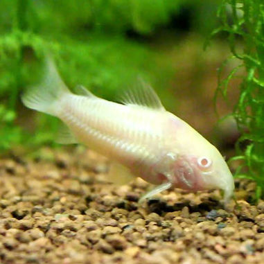Corydora Albina