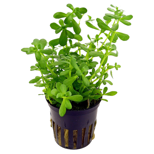 Bacopa monnieri