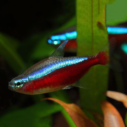 Tetra Cardinal